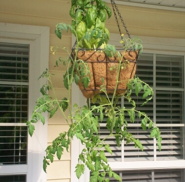 kims-tomato-plant