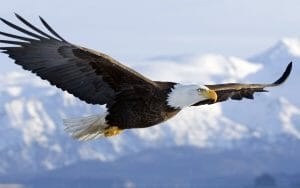 bald-eagle-wallpapers-flight