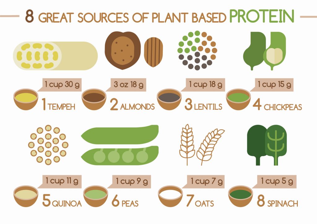 Plant-Based Protein Infographic